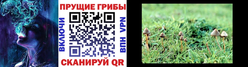 Псилоцибиновые грибы Cubensis  ссылка на мегу ссылки  Люберцы 